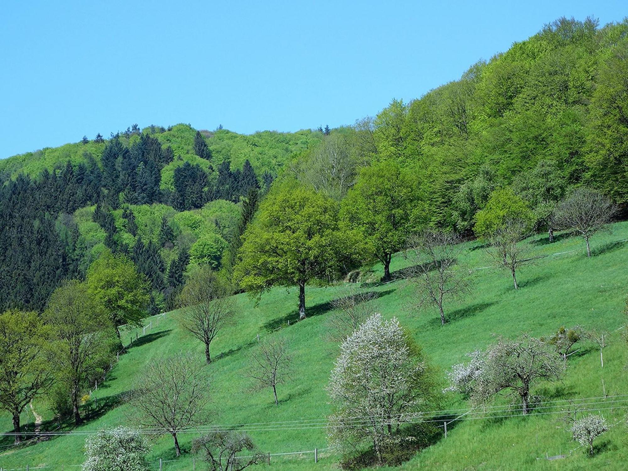 Ferienwohnungen Braun Seelbach  Exteriör bild