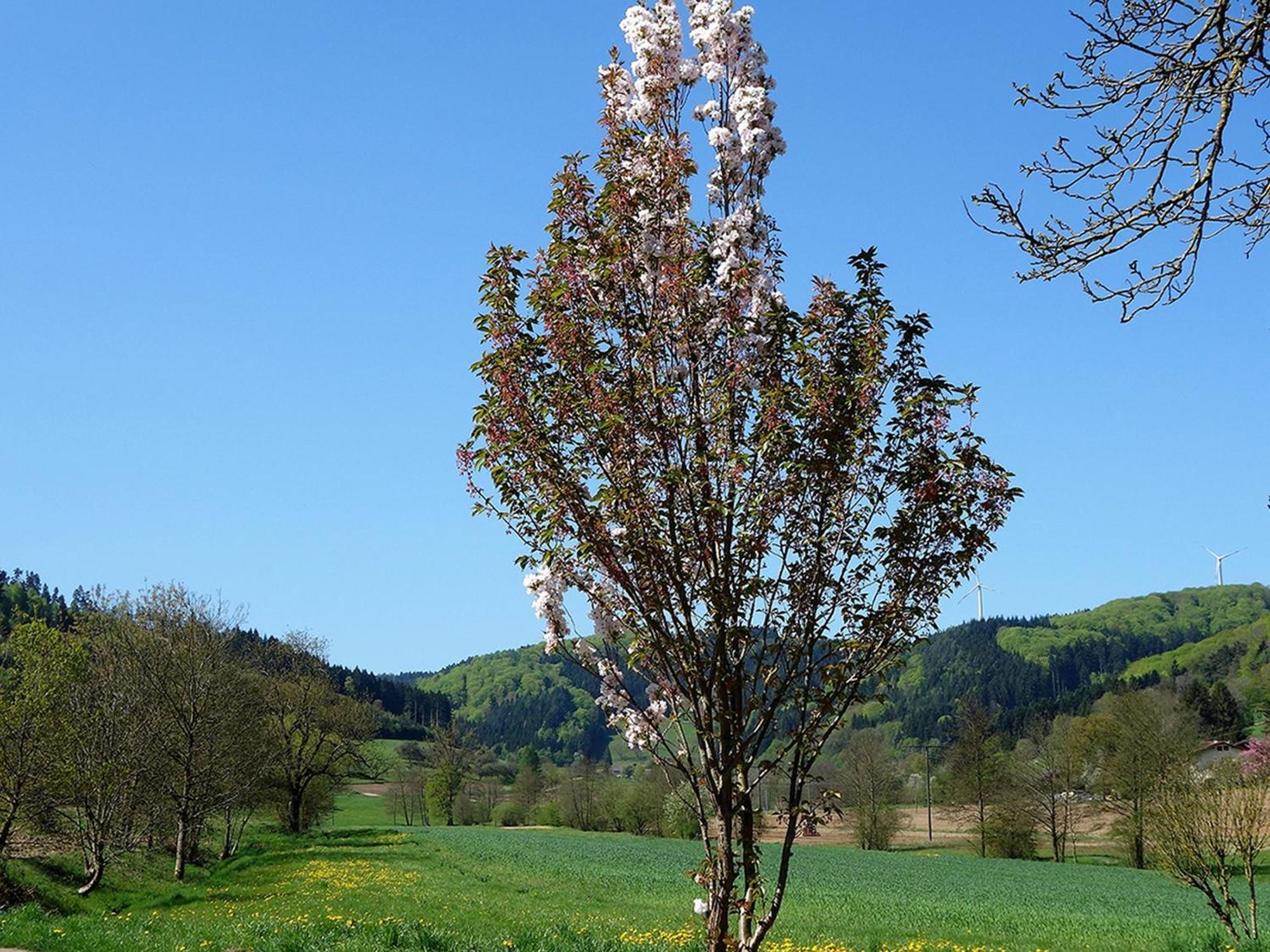 Ferienwohnungen Braun Seelbach  Exteriör bild